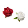 (image for) The Rose Lover's Gift Box - Swirl
