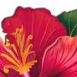 (image for) Tropical Vibrant Red Hawaiian Hibiscus Botanical Flower Breast Pasties